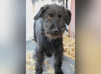 INKA - sensible Junghündin sucht einfühlsames Zuhause