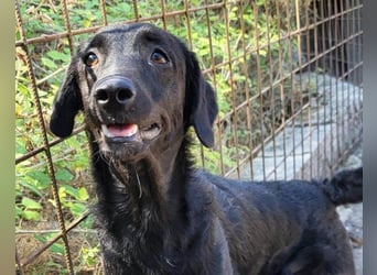 Sweet Coco: offenes, junges, verspieltes Hundemädl
