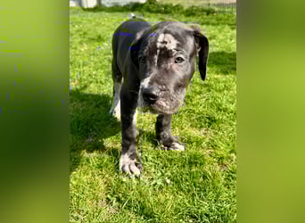Superschöne nicht ganz reinrassige Deutsche Doggenwelpen können bald ausziehen