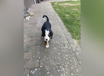 Sehr Liebe Hunde Appenzeller Sennen