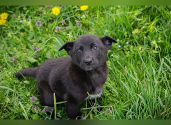 Trine: Hundekind sucht ein Zuhause