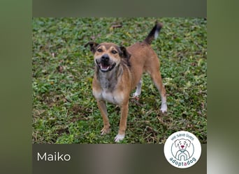 Maiko: Charmeur auf vier Pfoten