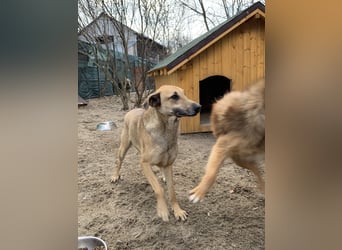 KATHI, Hündin, 6,5 Jahre, 55 cm, Mischling, Tierschutz