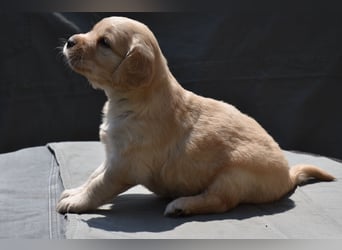 süße reinrassige Goldenretriever Welpen geboren