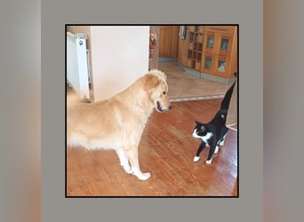 Katzenverträgliche + liebe  Golden Retriever Mix Junghündin MINA wartet inFriesenhagen auf DICH!