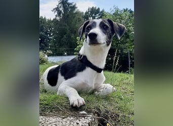 Zazu, hat ein ruhiges Wesen, Katzenfreundlich