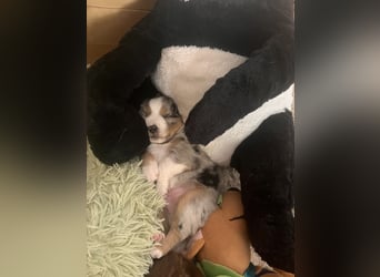 Mini Australien Shepherd Welpen suchen Traumzuhause