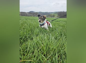Ivy, eine freundliche aufgeweckte Hündin