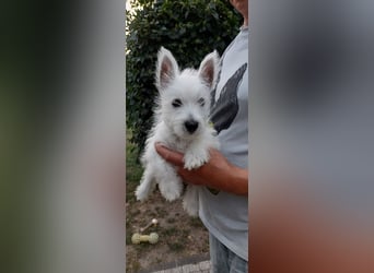 West Highland White Terrier FCI Junge Welpen