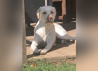 Labrador