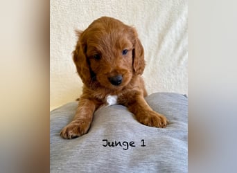 Cockerpoo / Cockapoo Welpen