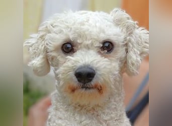 Bilbo, Bichon Frisé Mischling