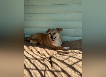 ♥ADELE♥ auf Pflegestelle bei Köln - süße kleine, noch etwas vorsichtige Hündin 41 cm