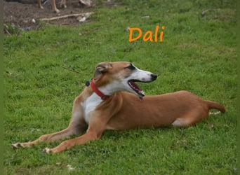 Dali 07/2024 (in Deutschland) - bezaubernder junger Galgo!