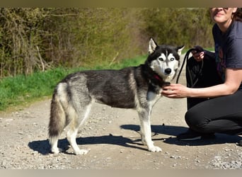 Dory sucht Husky Liebhaber