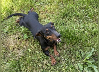 Maggie - Lustige Dackeldame möchte die Welt entdecken.....