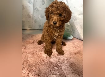 Wunderschöne Mini/Medium Goldendoodle Welpen in Rot/Apricot zu verkaufen