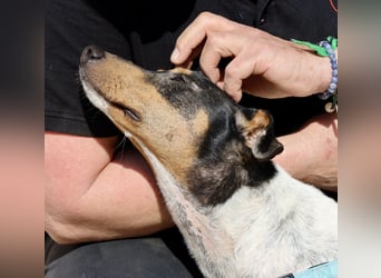 Rocky, offen, freundlich und neugierig