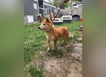 Eragon PP – Zurückhaltender Shiba Inu sucht geduldige Menschen