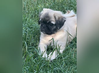 Mops Welpen  ( Altdeutsche )