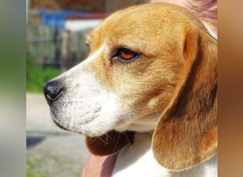 Gina, Beagle