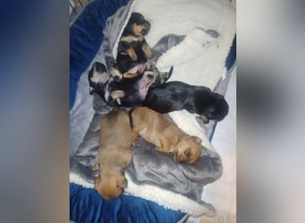 Süße Chorkie-Welpen black and tan & beige MIX !!!