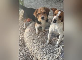 Mora, kleine süße Familienhündin