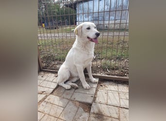 ♥JANOSCH♥ hübscher, sehr lieber, anfangs noch vorsichtiger Labrador-Mix-Rüde 48 cm