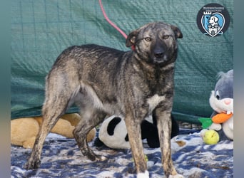 Greta sucht ein Zuhause