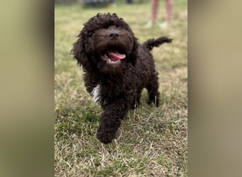Lagotto Romagnolo – Hochwertige Welpen aus der registrierten Zuchtstätte King of the Truffles
