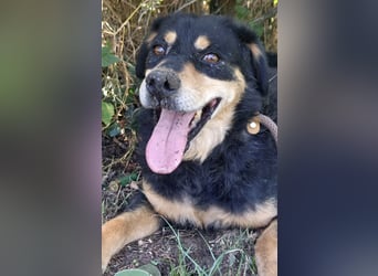 Liebevoller Orlando wartet seit 4 Jahren
