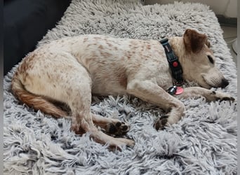 Momo ein toller Jack Russel Mix