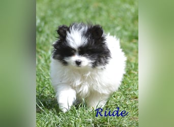 Zwergspitz-Yorkshire Terrier Mix Welpen zu verk.