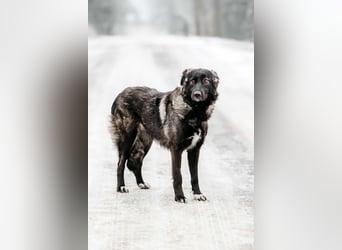 Vorsichtige Tama sucht ihre Familie
