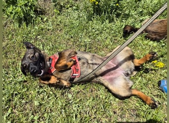 Liebe Nala sucht eine neue Familie