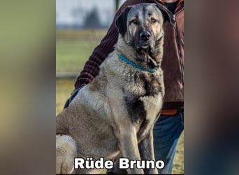 Kangal-Welpen suchen liebevolles Zuhause