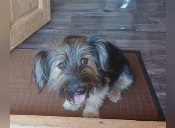 Mini MAYA sucht ein für-immer-Zuhause!