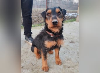 Dino ❤️ neugieriger, aktiver Terrierbub!