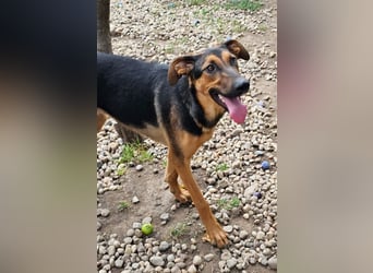 Dina sucht ein Zuhause!