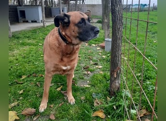 Zora sucht ein Zuhause