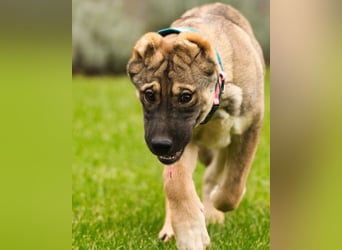LOTTIE❤️HSH-Mix-Hündin: eine wahre Frohnatur und treue Begleiterin