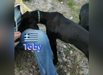 !!NOTFALL!! Tommy u. Toby, geb.03/23 - hübsche Pointer-Brüder suchen ihre Famlie