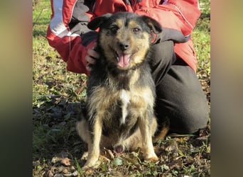 Bobek- ein Schatz zum lieb haben