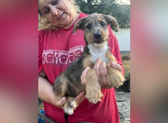 Patrik, geboren 10.04.2025, 24cm sucht seine Chance