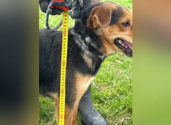 Gombi, geboren 01.08.2021, 50cm sucht seine Leute