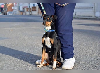 Süßer TOBI-lieb, verspielt noch etwas schüchtern sucht sein "Für-immer-Körbchen" bei lieben Menschen