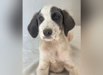 Donar, geb. ca. 03/2025, lebt in GRIECHENLAND, im städt. Tierheim Serres