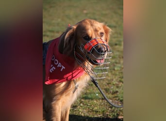 Milo Dark Golden Retriever Rüde katzenverträglich sucht erfahrenes Zuhause