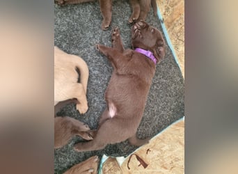 Ein brauner Labradorwelpe (Hündin) in liebevolle Hände abzugeben.