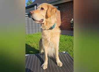 Golden Retriever Mischlings-Rüde Fridolin sucht ein Zuhause